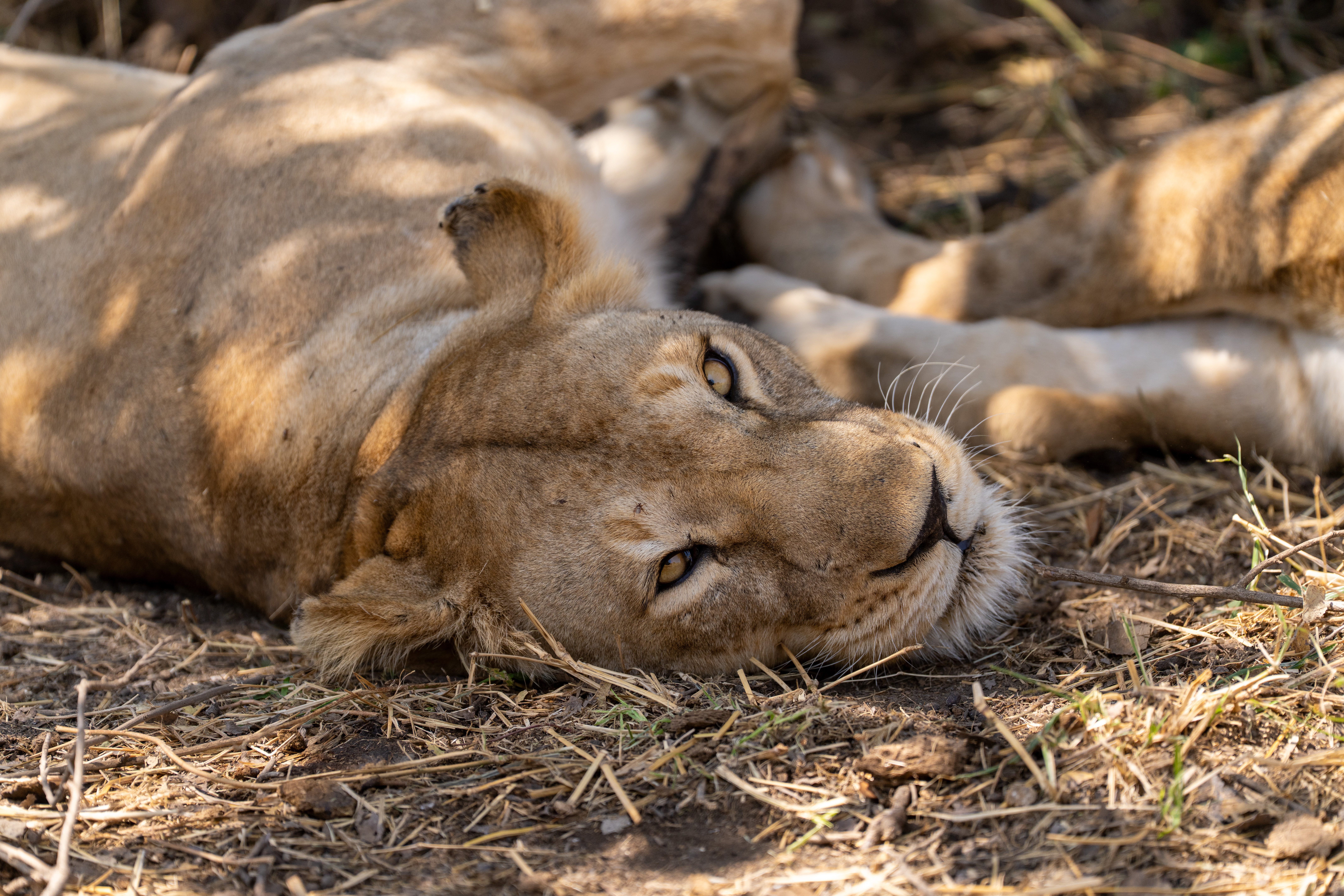 Lioness