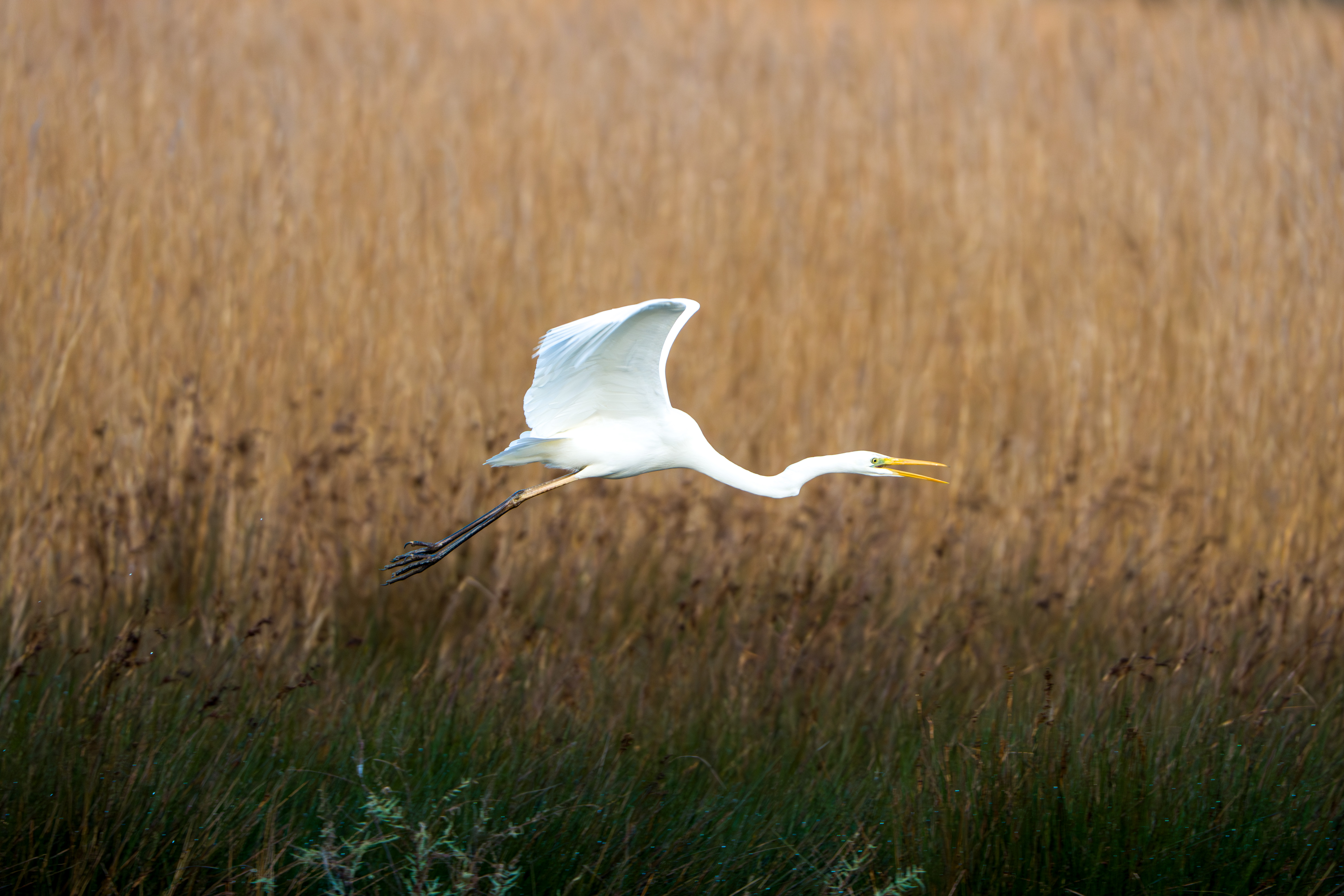 Great Egret