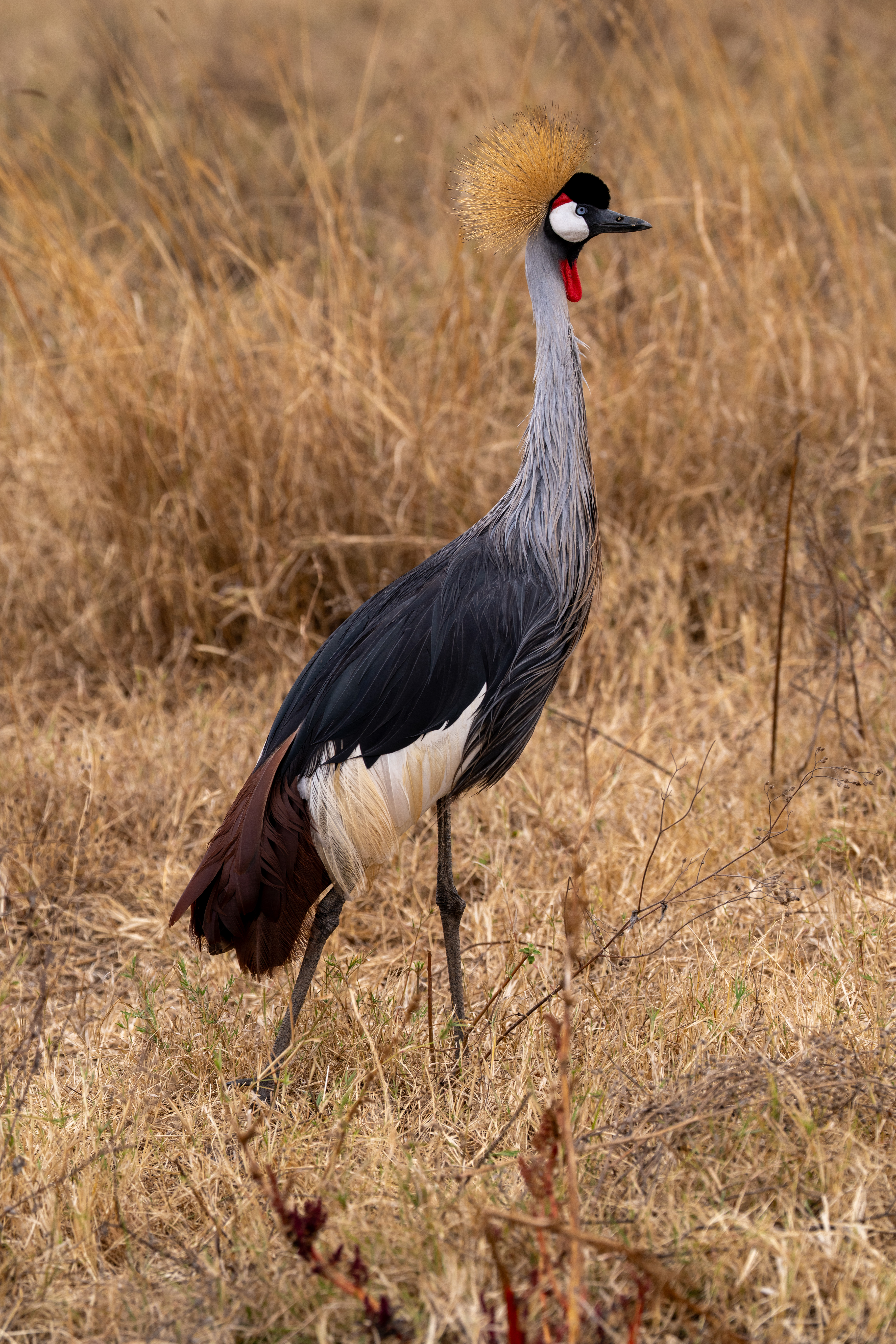 Grey Crowned Crane